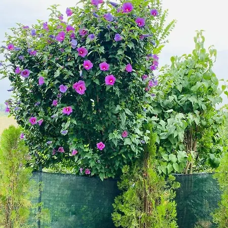 A Casa Di Anna Bed and Breakfast Vaglio Serra