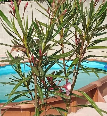 Bed and Breakfast A Casa Di Anna Vaglio Serra