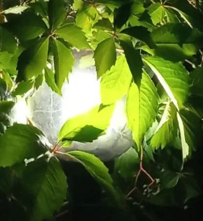 A Casa Di Anna Bed and Breakfast